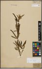 Foto von Salix alba L. x Salix fragilis L.